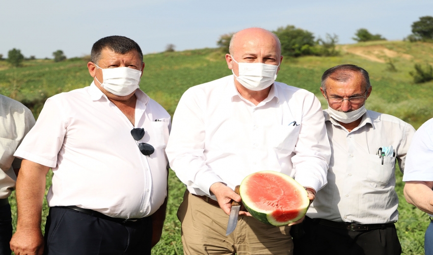 Belediye Başkanımız İnan, yerli karpuz hasadına katıldı